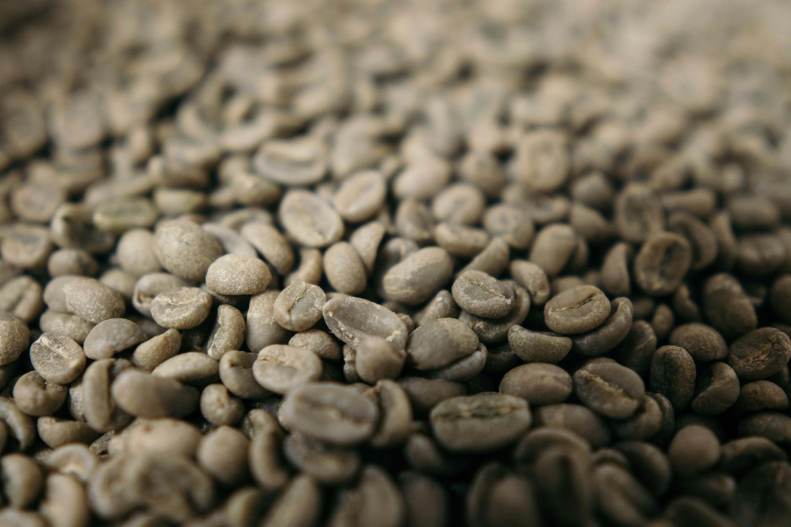 Jangan Asal Jemur Kopi! Ini Alasan Kenapa Biji Kopi Basah Bikin Rasa Apek